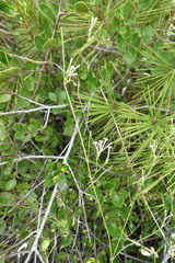 Asperula aristata scabra