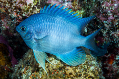Amblyglyphidodon indicus