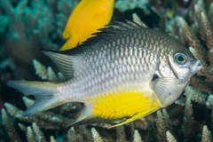 Amblyglyphidodon leucogaster