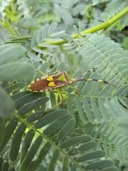 Prismatocerus prominulus