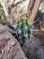 Trichocereus chiloensis