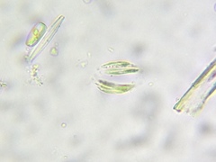 Quadrigula