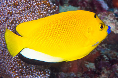 Apolemichthys trimaculatus