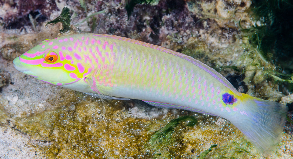 Three-Spot Wrasse