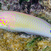 Threespot Wrasse - Photo (c) François Libert, some rights reserved (CC BY-NC-SA), uploaded by François Libert