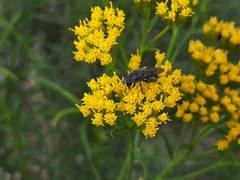 Asemosyrphus mexicanus