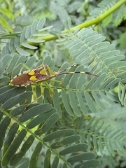 Prismatocerus prominulus