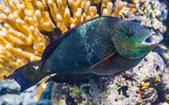 Calotomus viridescens