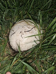 Agaricus bernardii