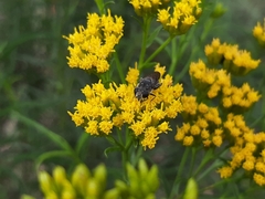 Asemosyrphus mexicanus