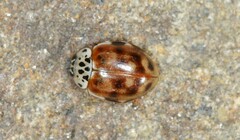 Harmonia quadripunctata