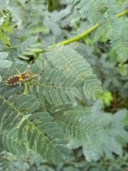 Prismatocerus prominulus