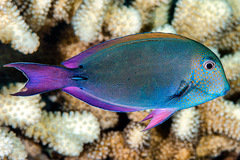 Acanthurus nigrofuscus