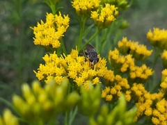 Asemosyrphus mexicanus