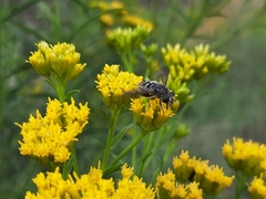Asemosyrphus mexicanus