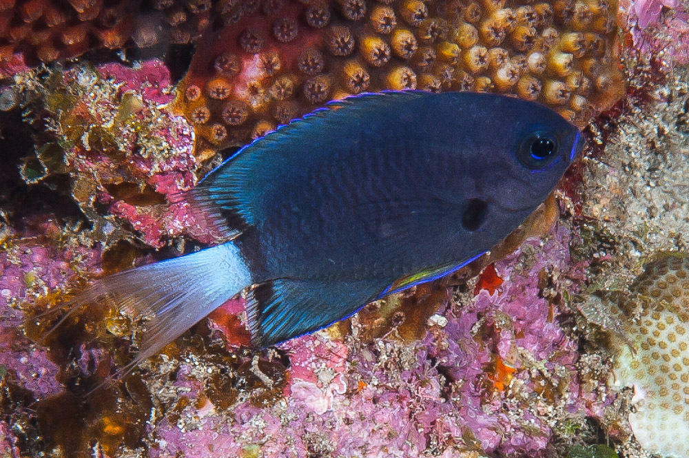 Whitetail Chromis photo 3