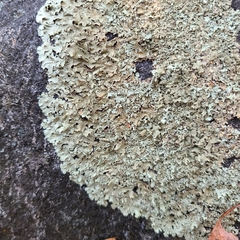 Xanthoparmelia viriduloumbrina