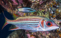 Neoniphon sammara