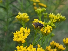 Asemosyrphus mexicanus
