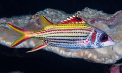 Neoniphon sammara