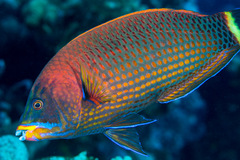 Pseudodax moluccanus