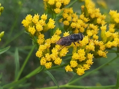 Asemosyrphus mexicanus