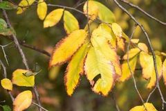 Ulmus