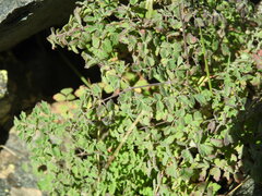 Thalictrum foetidum