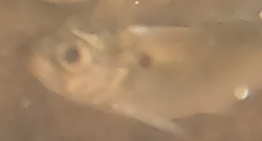 Alosa pseudoharengus