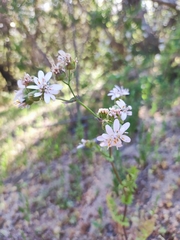 Moscharia pinnatifida