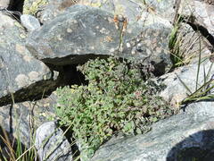 Thalictrum foetidum