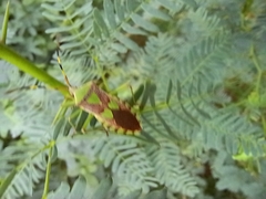 Prismatocerus prominulus