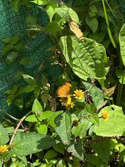 Tegosa