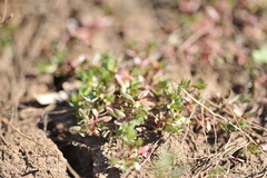 Lythrum tribracteatum