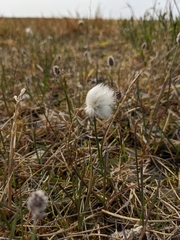 Eriophorum