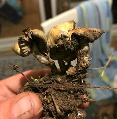 Psilocybe serbica