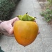 Japanese Persimmon - Photo (c) jessalynz, some rights reserved (CC BY-NC)