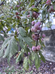 Prunus mexicana