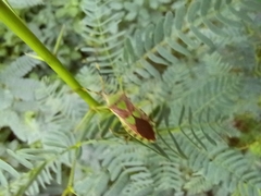 Prismatocerus prominulus