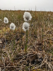 Eriophorum