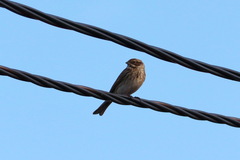 Emberiza pusilla