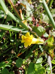 Erythranthe glabrata