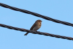 Emberiza pusilla