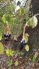 Viburnum prunifolium