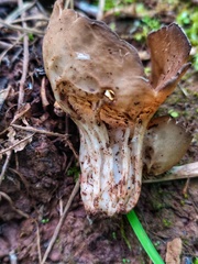 Helvella acetabulum