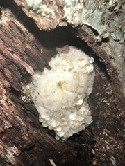 Hericium erinaceus