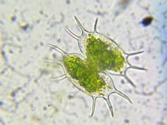 Xanthidium antilopaeum