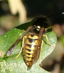 Vespula germanica