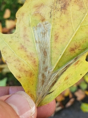 Phyllonorycter platani
