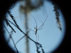 Tetragnatha laboriosa